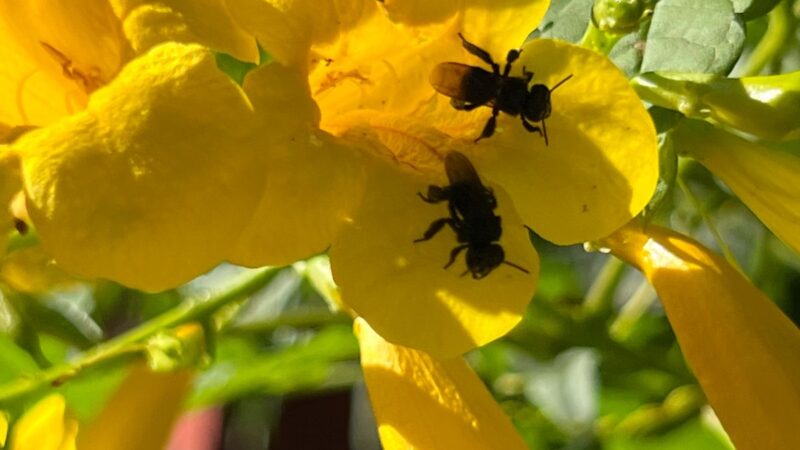 TEREOS E SYNGENTA UNEM FORÇAS PARA PROTEGER ABELHAS E FORTALECER A BIODIVERSIDADE